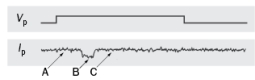 Figure Q2-38 shows the response of a single Na<sup>+</sup> channel patch clamp recording. Which individual ion channel state best describes the current in A, B, and C?   Figure Q2-38