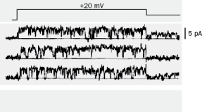 You are in a lab and conduct a patch clamp experiment (Figure Q2-39) in which you change the voltage across the membrane by +20 mV (top trace). You record the resulting single channel current (lower three traces). Based on these single channel currents, what do you think the whole-cell current would look like?   Figure Q2-39