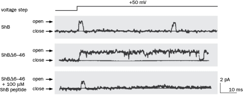 Figure Q2-42 shows a patch clamp recording from the Shaker channel (ShB) . What is the presumed molecular mechanism for inactivation of the channel?   Figure Q2-42 A)  Several positively charged amino acids in S4 B)  Several negatively charge amino acids in S4 C)  The N-terminal 'ball-and-chain' D)  A block by Na<sup>+</sup> ions 