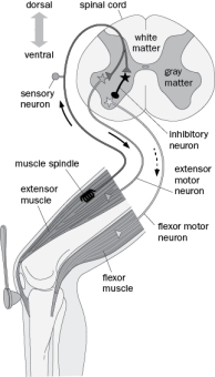 In the simple knee-jerk reflex circuit (Figure Q1-13) :   Figure Q1-13 A)  sensory neuron connectivity exemplifies divergent excitation. B)  sensory neuron axons terminate directly on the extensor muscles to stimulate contraction. C)  sensory neurons form monosynaptic connections with the flexor motor neurons. D)  sensory neuron excitation stimulates contraction of the flexor muscle. E)  All of the above 