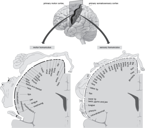 Figure Q1-15 shows the sensory and motor cortical homunculi in humans. In both cases:   Figure Q1-15 A)  the topographic map is distorted, with overrepresentation of heavily innervated body parts such as the hand and mouth. B)  each side of the brain processes information corresponding to the opposite side of the body. C)  the order of representation along the mediolateral axis roughly corresponds to that of the rostrocaudal body axis (reversed) . D)  the functions of specific regions were defined using electrical stimulation of epilepsy patients. E)  All of the above 