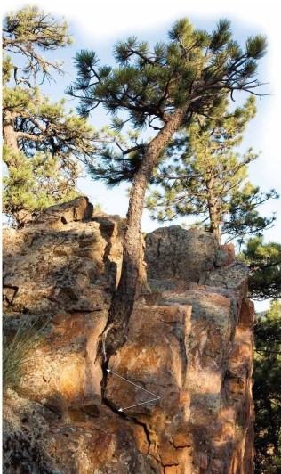   What form of physical weathering is shown in this image? A) frost wedging B) sheeting C) root wedging D) hydrolysis