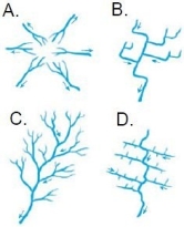   Which of the drainage patterns shown here might develop on relatively uniform surface materials? A) A B) B C) C D) D