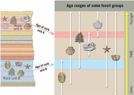    Examine the figure that shows the age ranges of some fossil groups. If trilobites ranged from the Cambrian to the Permian, and ferns ranged from the Devonian until the present day, then rock unit B must have been deposited ________.