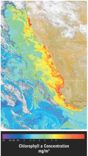   Examine the satellite view of chlorophyll concentrations in the southern Atlantic Ocean along the southwest coast of Africa (the nations of Namibia and South Africa) . Which of the following statements offers the best explanation for the observed pattern(s) ? A) This is an area of downwelling, where water is sinking due to the higher density it gains when sea ice forms and salinity increases. B) This is an area of upwelling, where nutrient-rich water is rising due to winds blowing over the ocean's surface. C) This is an area of shallow water and waves breaking as they  feel bottom.  D) The coast is a  dead zone,  an area of very low biological activity.