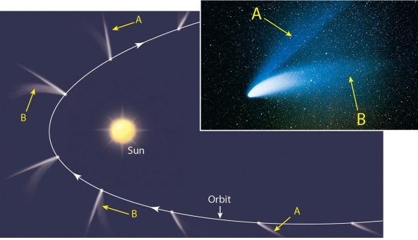    Examine the figure and evaluate the truth of the following statement: The tail labeled  A  is the ion tail of the comet.