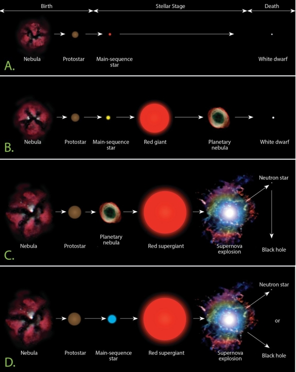   Examine the figure. Which of the four options shown here most closely matches the evolution of a high-mass star? A) A B) B C) C D) D