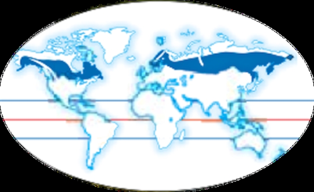   Which ecosystem is shown in the shaded areas of this global map? A)Desert B)Coniferous forest C)Tropical rainforest D)Temperate rain forest E)Grassland