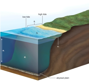 -This Figure Shows a Coastal Ocean Ecosystem.What Does 