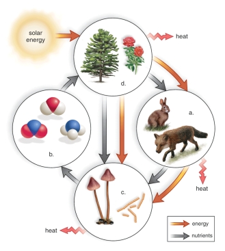 -This Figure Shows Energy Flow and Chemical Cycling in an Ecosystem ...
