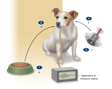   -This figure shows an example of classical conditioning.What does  C  represent? A) An unconditioned stimulus B) A conditioned stimulus C) A conditioned response D) An imprinted response E) An unconditioned response