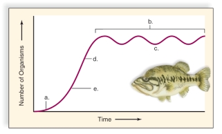   -This figure shows a logistic growth curve.What does  D  represent? A) The exponential growth phase B) The lag phase C) The deceleration phase D) The biotic phase E) Stable equilibrium phase