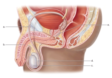   -This figure shows the anatomy of the male reproductive system.What does  A  represent? A) The testis B) The vas deferens C) The prostate gland D) The epididymis E) The urethra