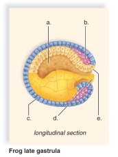   -This figure shows the late gastrula stage in frog development.What does  a  represent? A) Endoderm B) Ectoderm C) Yolk plug D) Gut E) Mesoderm