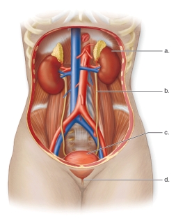   -This figure shows the anatomy of the human urinary system.What does d represent? A)The urinary bladder B)The kidney C)The urethra D)The ureter E)The renal artery