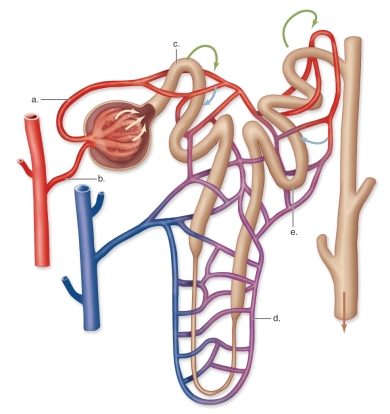 -This Figure Shows a Nephron and Its Blood Supply | Biology+