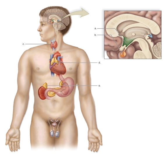   -This figure shows the anatomy of the human respiratory tract.What does d represent? A)The larynx B)The trachea C)A bronchiole D)The epiglottis E)The pharynx