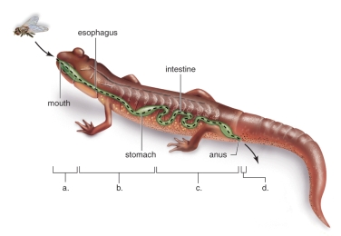    -This figure shows the phases of digestion.What does A represent? A)Digestion B)Defecation C)Ingestion D)Absorption E)Elimination
