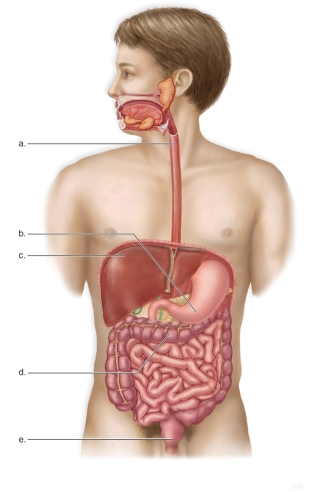   -This figure shows the anatomy of the human digestive system.What does A represent? A)The liver B)The esophagus C)The rectum D)The stomach E)The transverse colon