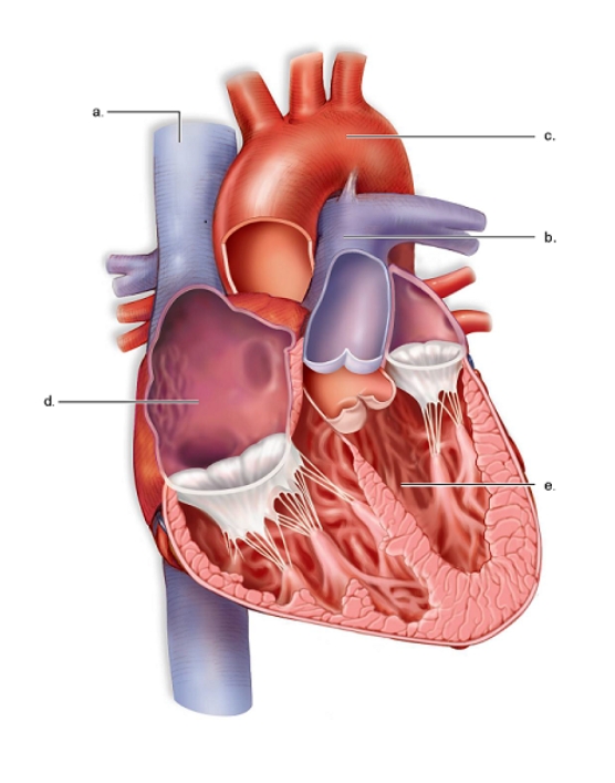   -This figure shows the anatomy of the mammalian heart.What does e represent? A)The aorta B)The superior vena cava C)The right atrium D)The left ventricle E)The pulmonary trunk