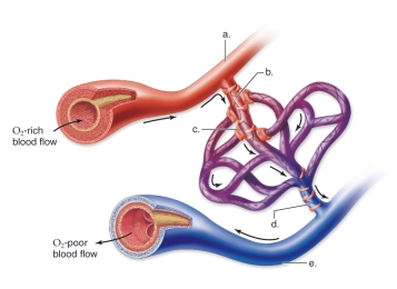   -This figure shows the anatomy of a capillary bed.What does  a  represent? A) Vein B) Arteriole C) Venule D) Precapillary sphincter E) Artery