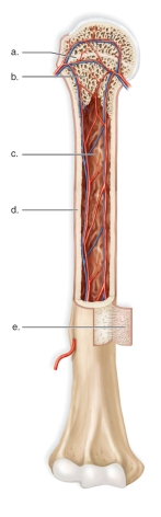   -This figure shows the anatomy of a long bone.What does  c  represent? A) The medullary cavity B) The growth plate C) The periosteum D) Spongy bone E) Compact bone