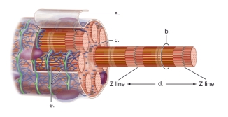   -This figure shows the components of a muscle cell.What does  b  represent? A) A sarcomere B) The sarcoplasm C) A myofibril D) The sarcoplasmic reticulum E) The sarcolemma