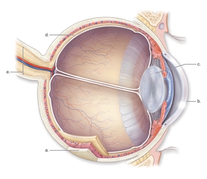   -This figure shows the anatomy of the human eye.What does a represent? A)The cornea B)The sclera C)The optic nerve D)The lens E)The retina