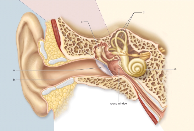   -This figure shows the anatomy of the human ear.What does  b  represent? A) The auditory canal B) The tympanic membrane C) The semicircular canals D) The cochlea E) The malleus