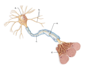 -This Figure Shows the Parts of a Motor Neuron | Biology+