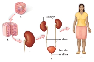   Learning Outcome: 26.01.01 State the levels of biological organization with reference to a particular organ system. Section: 26.01 Topic: Body Orientation and Tissues -This figure shows the levels of biological organization.What does  d  represent? A) A tissue B) An organ system C) A cell D) An organism E) An organ