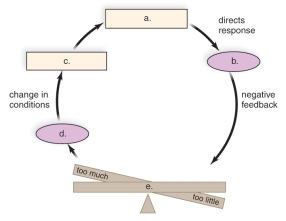   -This figure shows a model of the negative feedback mechanism.What does  b  represent? A) Control center B) Effect C) Stimulus D) Sensor E) Homeostasis