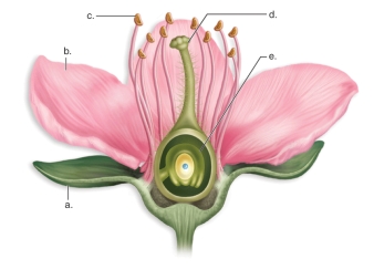   -This figure shows the anatomy of a flower.What does C represent? A)anther B)sepal C)ovule D)petal E)stigma