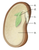   -This figure shows the parts of a bean seed.What does  E  represent? A) radicle B) seed coat. C) cotyledon. D) hypocotyl E) immature leaves