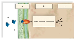   -This figure shows the signal transduction pathway in plants.What does  a  represent? A) response B) receptor C) hormone D) transduction E) reception