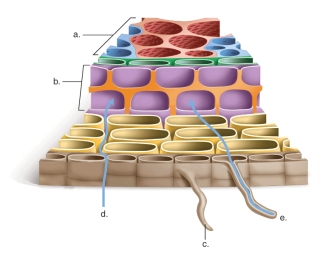  -This figure shows the pathways of water and mineral uptake by the roots.What does  a  represent? A) apoplast route B) root hairs C) symplast route D) vascular cylinder E) endodermis and Casparian strip
