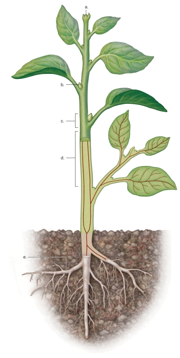   -This figure shows the organization of the plant body.What does e represent? A)lateral branch root B)node C)internode D)axillary bud E)terminal bud