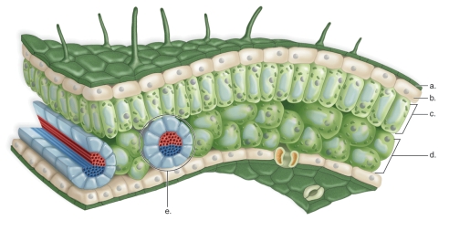   -This figure shows the cross-sectional anatomy of a leaf.What does  a  represent? A) cuticle B) epidermis C) spongy mesophyll D) palisade mesophyll E) leaf vein