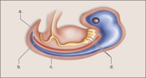 <strong>Figure: This figure shows the four chordate characteristics.What does a represent?</strong> A)notochord B)vertebral column C)dorsal tubular nerve cord D)pharyngeal pouches E)postanal tail
