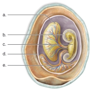 <strong>Figure: This figure shows the parts of the amniotic egg.What does e represent?</strong> A)structure where gas exchange occurs B)structure which stores waste C)structure which protects from the environment D)structure which removes nitrogenous waste E)structure which stores nutrients