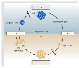   -This figure shows the alternation of generations.What does  a  represent? A) meiosis B) mitosis C) sporophyte D) fertilization E) haploid