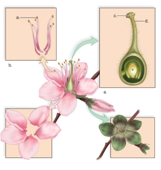  -This figure shows the parts of the flower.What does d represent? A)the stamens B)the stigma C)the carpel D)the anther E)the pollen tube