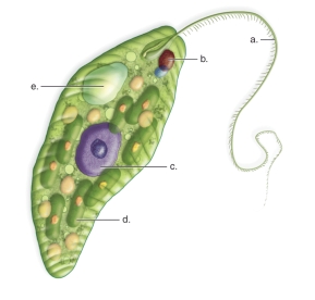 -This Figure Shows the Anatomy of a Euglena | Biology+