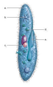    -This figure shows the anatomy of a <i>Paramecium</i>.What does  c  represent? A) micronucleus B) trichocyst C) contractile vacuole D) oral grove E) food vacuole