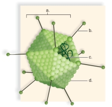    -This figure shows the basic structure of a virus.What does  c  represent? A) a spike B) DNA C) a capsid D) a fiber E) a protein unit