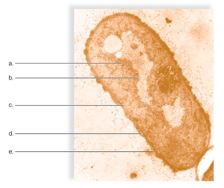   -This figure is of the basic anatomy of a bacterium.What does  b  represent? A) nucleoid B) cell wall C) ribosome D) glycocalyx E) plasma membrane