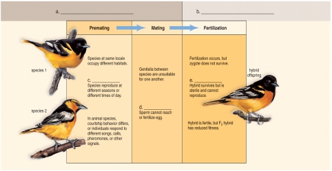    -This figure shows various reproductive barriers which prevent the interbreeding of different species.What does  c  represent? A) gamete isolation B) temporal isolation C) hybrid sterility D) postzygotic isolation mechanisms E) prezygotic isolation mechanisms