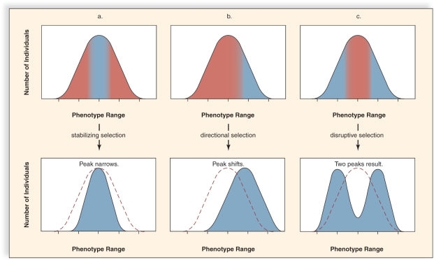 Figure:   -This figure shows the three different types of natural selection.What does  C  represent? A) disruptive selection B) directional selection C) genetic drift selection D) stabilizing selection E) adaptive selection