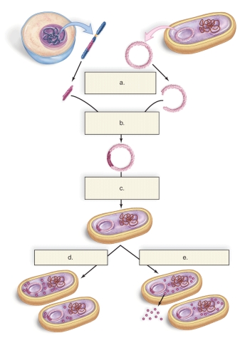 Figure:   -This figure shows how a human gene can be cloned.What does E represent? A)Bacterium takes up a recombinant plasmid. B)DNA ligase seals the gene into place. C)Restriction enzyme cleaves DNA. D)Gene cloning occurs. E)Bacterium makes a protein.