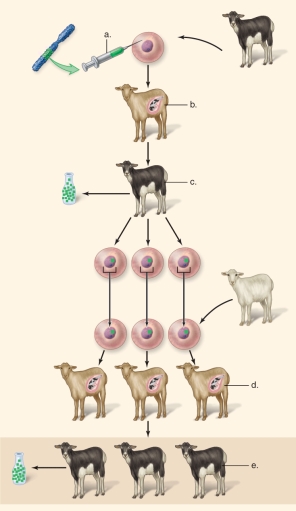    -This figure shows the procedure for making clones to produce human growth hormone.What does  A  represent? A) development within host goat B) transgenic goat producing human growth hormone C) cloned transgenic goats producing human growth hormone D) development within goats E) microinjection of a human gene